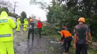 Pohon Tumbang Sempat Bikin Jalinsum Umpu Semenguk Macet Parah